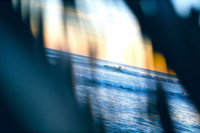 Seen through foreground foliage, a surfer cuts back on top of a wave