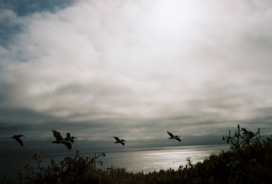 An image of Pelicans fly in formation along the edge of a bluff with the ocean behind