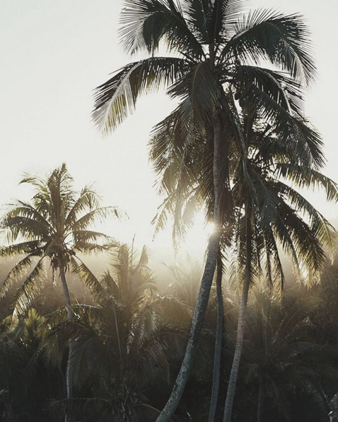 backlit palm trees