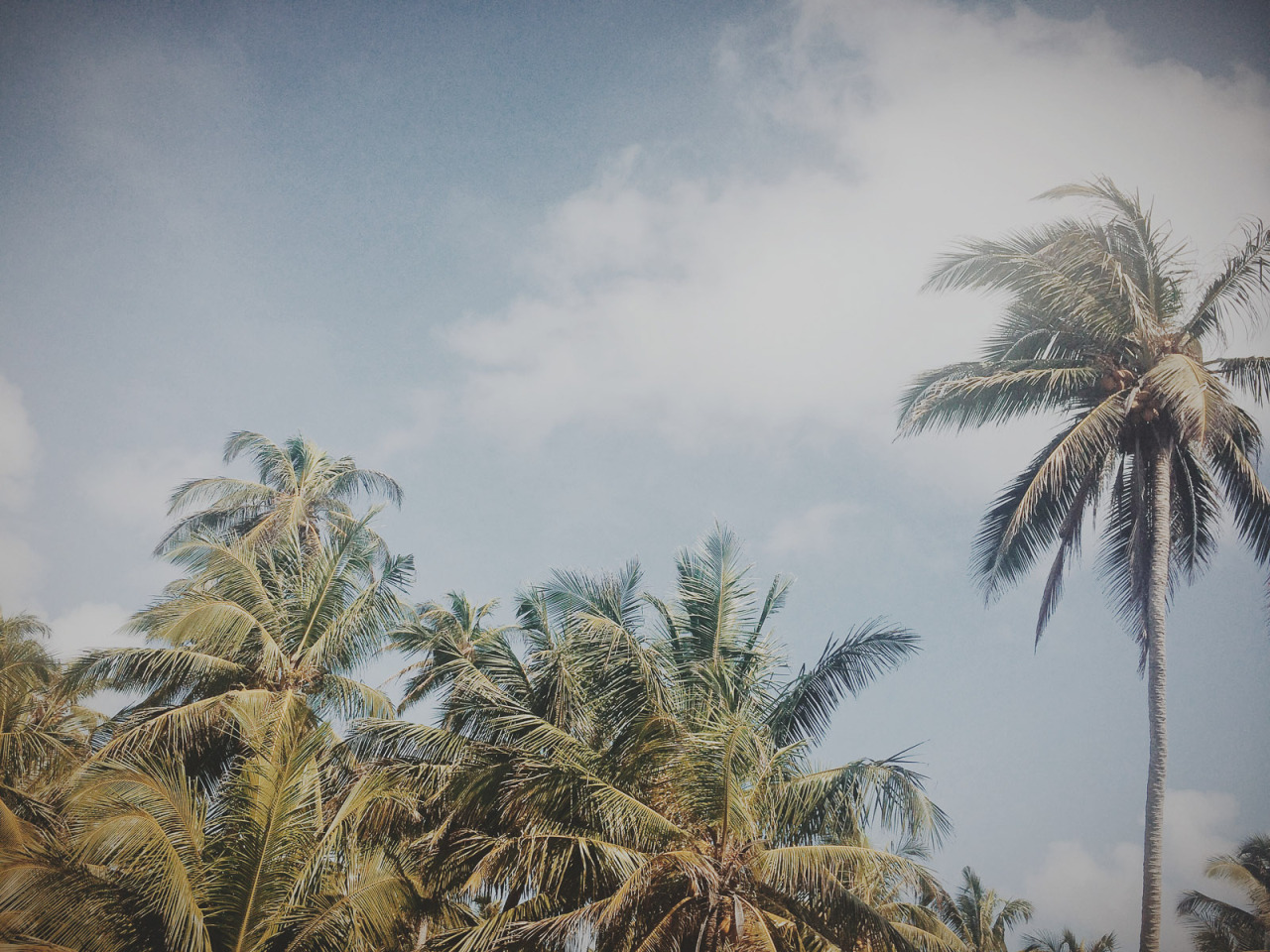Looking up through palm trees