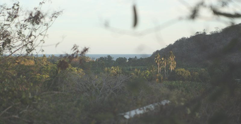Looking out across the treetops of a tropical forest towards the ocean 